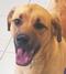 Henderson County Animal Shelter