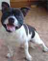 HSBT Rescue